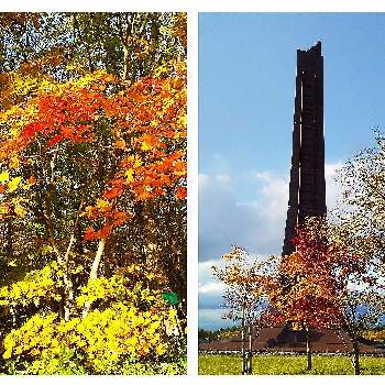秋の風景の画像 by 池ちゃんさん | 北海道開基100年記念塔とモミジと花散歩と 紅葉と今日のお花♡と風景と秋の風景